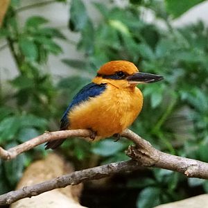 Guam Kingfisher (Todiramphus cinnamominus), May 2015