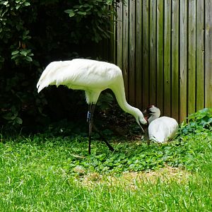 Whooping Crane (Grus americana), May 2015