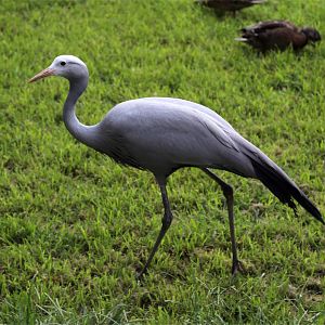 Blue Crane, July 2015