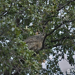 great horned owl