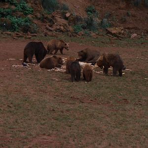 Eurasian brown bears -Cabarceno (2013)