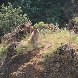 Northern lynx -Cabarceno (2013)