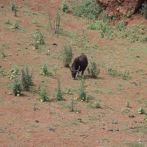 Yak -Cabarceno (2013)