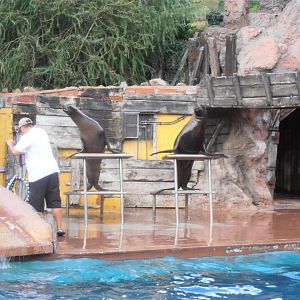 Californian and Patagonian sea lions -Cabarceno (2013)