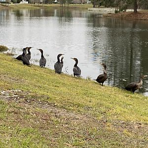 Double-Crested Cormorant (Phalacrocorax auritus)
