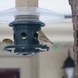 American Goldfinch and House Finch