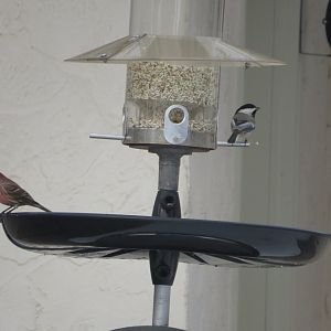 Friends? Black-Capped Chickadee and House finch