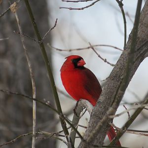 Male Northern Cardinal