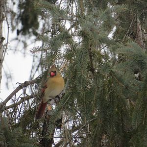 Female Northern Cardinal