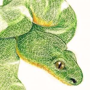 A drawing of emerald tree boa