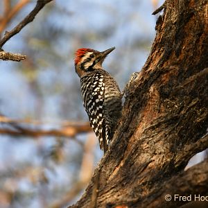 ladder backed woodpecker