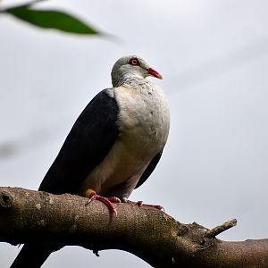 White-headed Pigeon (Columba leucomela)