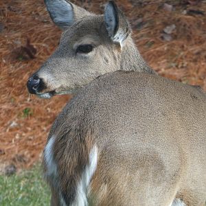 White-tailed Deer (1/2)