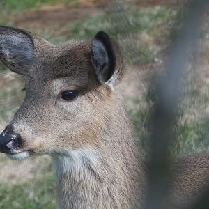White-tailed Deer (2/2)