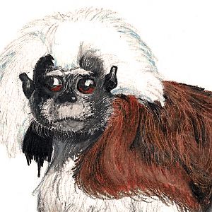 A Cotton-Top Tamarin drawing