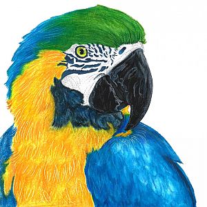 A Blue-and-yellow macaw drawing