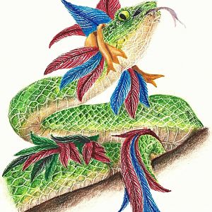 A feathered snake
