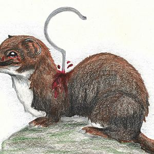 Mustelids and the pelt industry