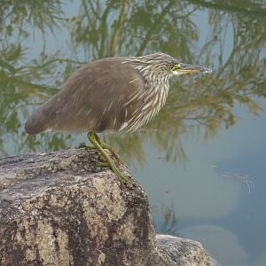Pond heron? or juvenile Night Heron?