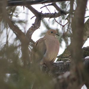 Mourning dove