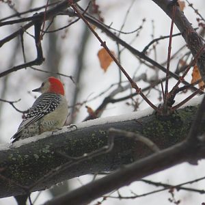 Red-Bellied Woodpecker