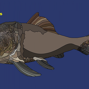 Dunkleosteus (Dunkleosteus terrelli)