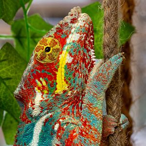Panther chameleon : Exmoor Zoo : 16 Sep 2020