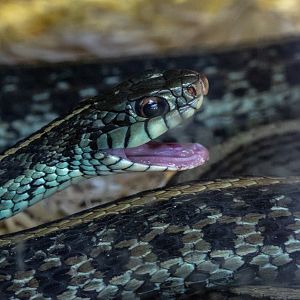 Blue-striped garter snake : Exmoor Zoo : 16 Sep 2020