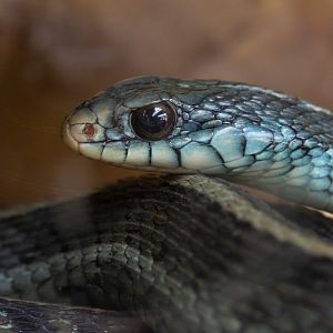 Blue-striped garter snake : Exmoor Zoo : 16 Sep 2020