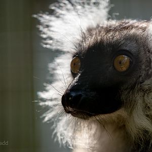 Black lemur : Exmoor Zoo : 16 Sep 2020