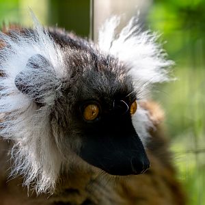 Black lemur : Exmoor Zoo : 16 Sep 2020