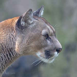Puma : Exmoor Zoo : 16 Sep 2020