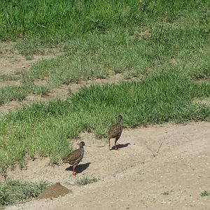 Red-legged Spurfowl