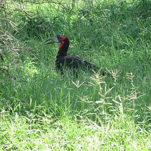 Southern Ground Hornbill