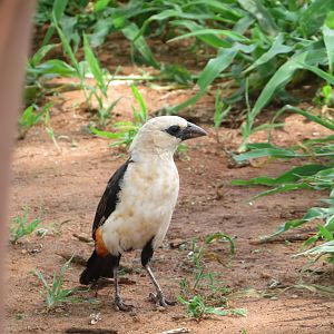 White-headed Buffalo Weaver