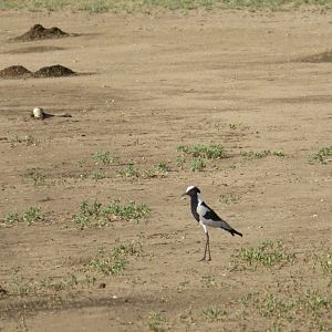 Blacksmith Lapwing