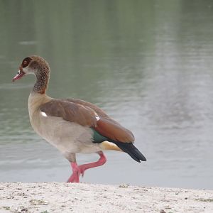 Egyptian Goose