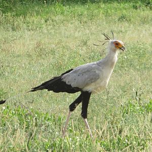 Secretarybird