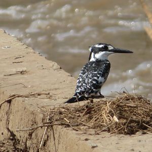 Pied Kingfisher