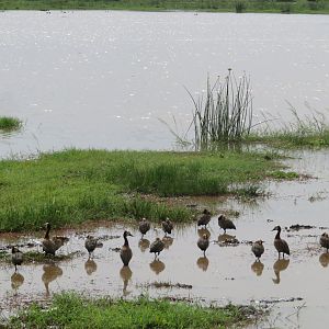 White-faced Whistling Ducks