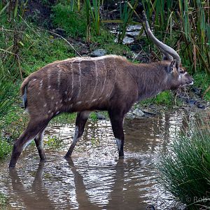 Sitatunga (Western sitatunga) : Exmoor Zoo : 16 Sep 2020