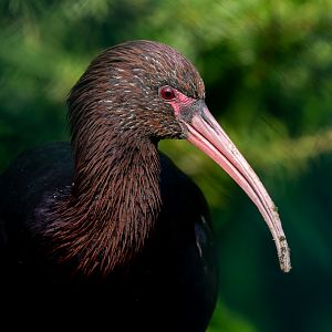Puna ibis : Exmoor Zoo : 16 Sep 2020