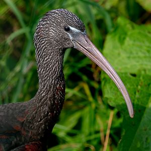 Glossy ibis : Exmoor Zoo : 16 Sep 2020
