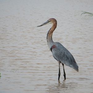 Goliath Heron