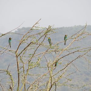 European Bee-eaters