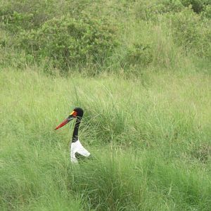 Saddle-billed Stork
