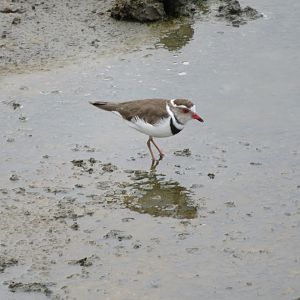 Three-Banded Plover