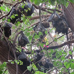 Straw-colored Fruit Bats