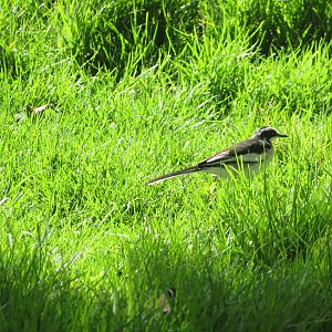 African Pied Wagtail