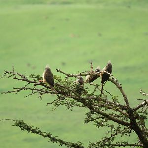 Speckled Mousebirds